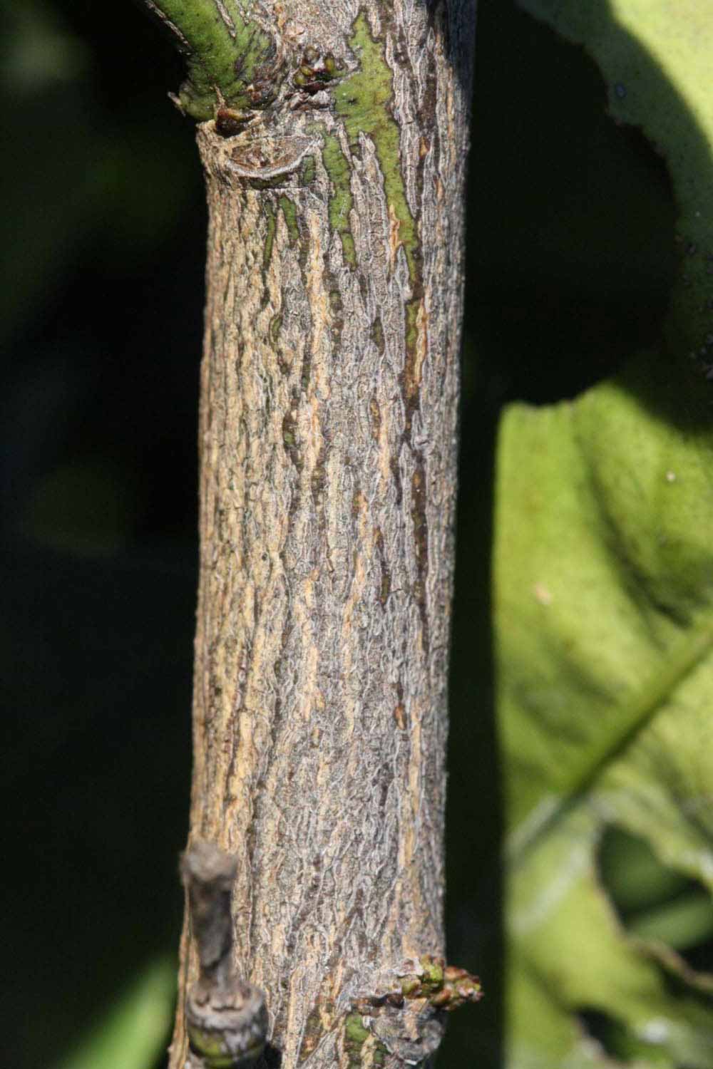              Second - third year twig (Riverside, CA)       